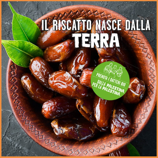 datteri medjoul dalla Palestina. Prodotto solidale con i contadini di PARC