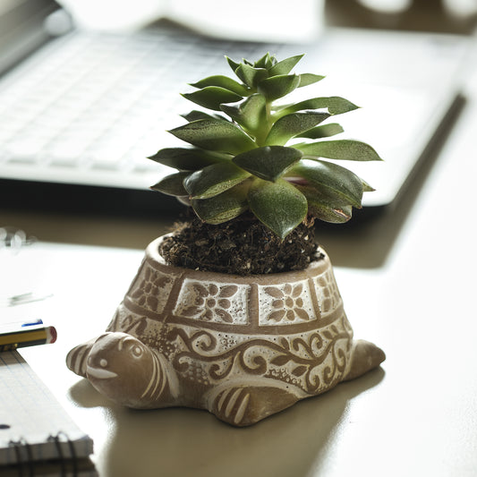 PORTAPIANTINA TARTARUGA IN TERRACOTTA | COD 1952