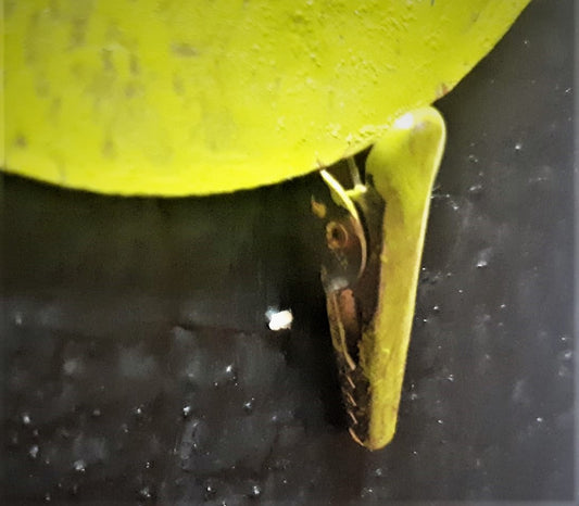 MAGNETE PASSERO CON CLIP | COD ALTCO7030438