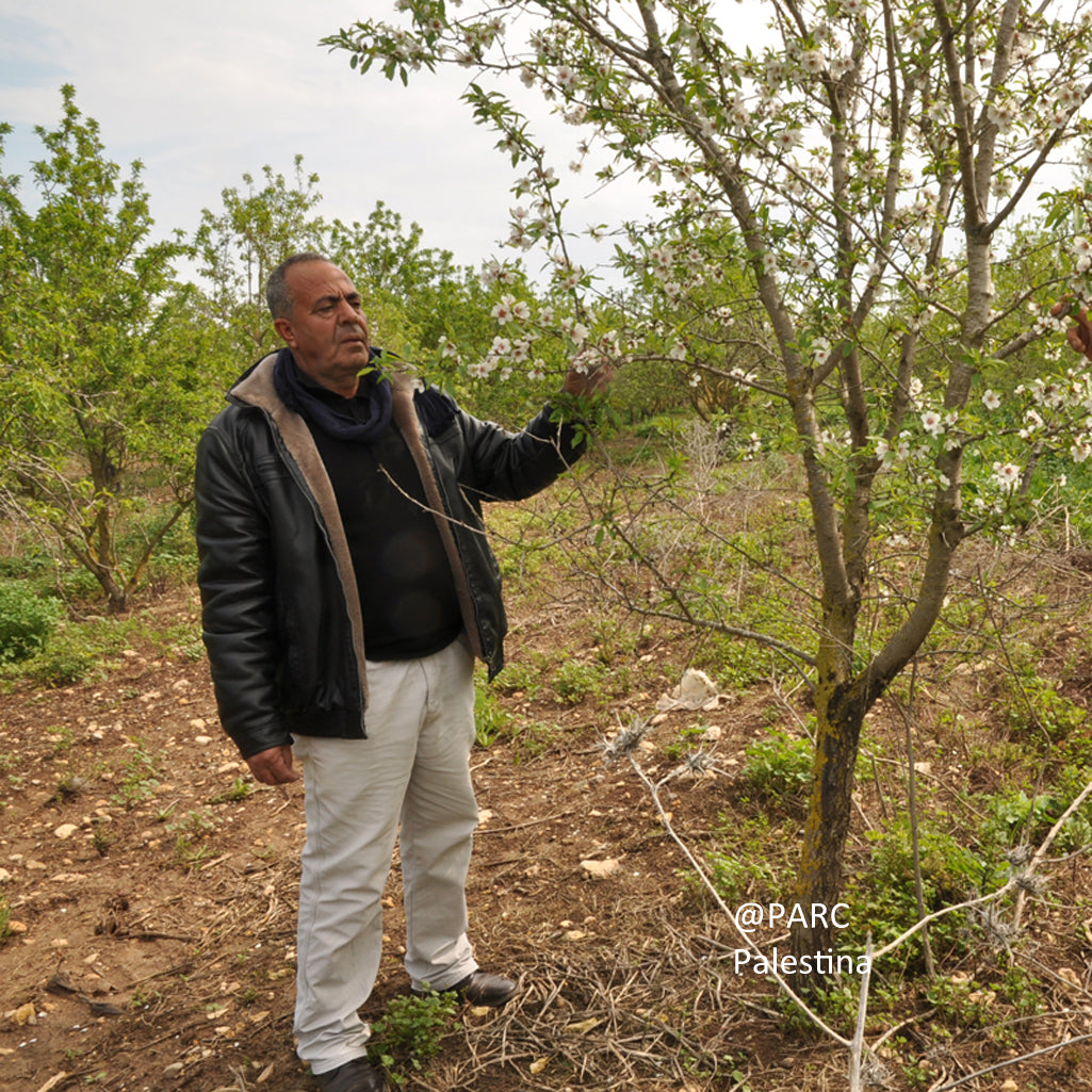 produttore mandorle PARC Jenin Palestina