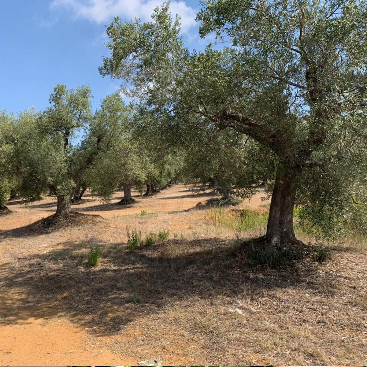 OLIO EXTRA VERGINE D'OLIVA IN LATTA BIO DEL PARCO TOSCANA | COD 1238 | 5lt